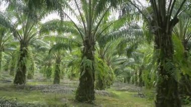 Sabahları, petrol palmiyesi ekiminin manzarası. Palmiye yağı, yağ palmiyelerinin meyvelerinden elde edilen yenilebilir bir sebze yağıdır. Yağ palmiyesi tarlası boyunca yürüyorum..