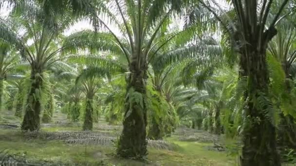 Landskap Med Oljepalmplantage Morgonen Palmolja Ätlig Vegetabilisk Olja Som Utvinns — Stockvideo