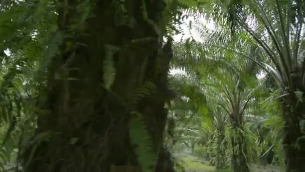 Landschaft Mit Ölpalmen Plantage Morgen Palmöl Ist Ein Essbares Pflanzenöl — Stockvideo