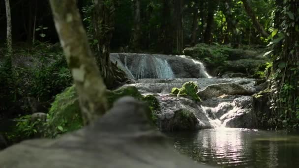 패닝은 정글에서 햇살을 받으며 연못으로 흐르는 급류를 쏘았다 우림에 식물을 — 비디오