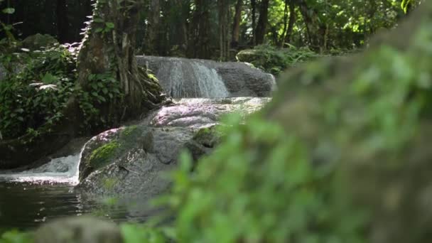 Açılış Çekimi Tatlı Akıntılarının Ormanda Güneş Işığı Altında Doğal Gölete — Stok video