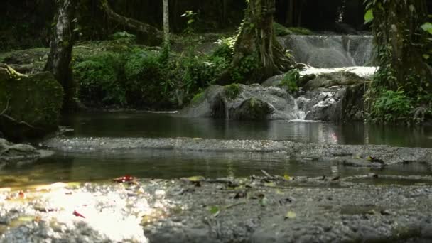 Panning Colpo Rapide Acqua Dolce Che Scorre Nello Stagno Naturale — Video Stock