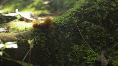 Tropikal yağmur ormanlarında ağacın altındaki yeşil yosunların üzerinde yürüyen ve yiyecek arayan kızıl saçlı bir tırtılı kapat. Çekimi takip et. Böcek Dünyası.