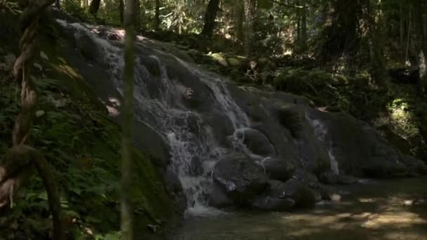 Scenery Small Waterfall Flowing Rocks Green Plants Shade Tropical Rain — Stock Video