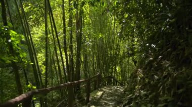 Sabahları güneş ışığı altında tropikal yağmur ormanları arasında patika boyunca yürürken. Namtok Raman Orman Parkı. Phang Nga Eyaleti. Tayland.