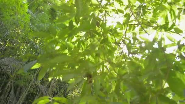 Pequena Cachoeira Fluindo Pelas Montanhas Bela Água Doce Fluindo Para — Vídeo de Stock