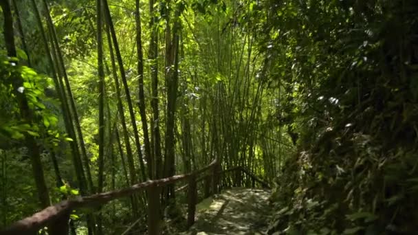 Spacerując Wzdłuż Ścieżki Wśród Tropikalnego Lasu Deszczowego Świetle Słonecznym Rano — Wideo stockowe