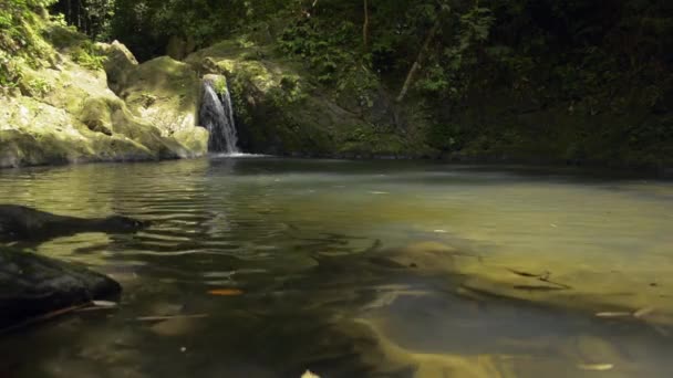 정글의 식물을 흐르는 장면의 폭포는 우림의 물고기와 연못으로 흘러들어간다 응가성 — 비디오