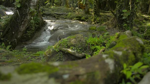 Kayaların Üzerinden Akan Akıntısının Harika Manzarası Verimli Ormanlarda Güneş Işığı — Stok video