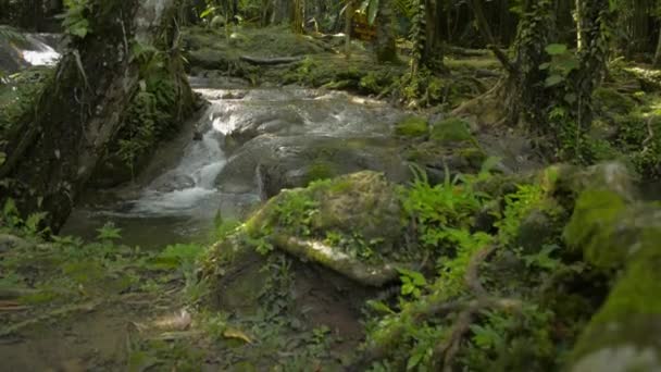 Яскраві Краєвиди Водних Потоків Течуть Каскаду Через Скелі Через Зелену — стокове відео