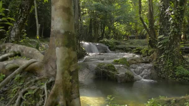 Frisheid Van Natuur Vruchtbaar Bos Met Waterstroom Stroomt Van Cascade — Stockvideo