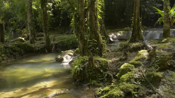 속에서 햇빛을 폭포에서 흐르는 아름다운 물줄기가 식물을 통과하여 흐르고 초목으로 — 비디오