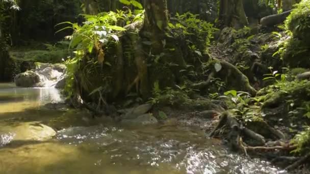 Corriente Agua Que Fluye Cascada Sobre Las Rocas Través Plantas — Vídeo de stock