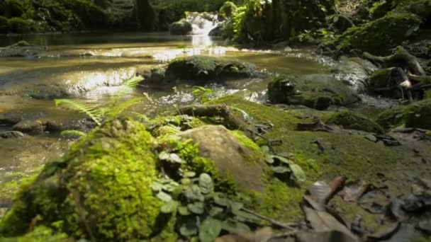 Panning Shot Fresh Water Flows Cascade Rocks Green Plant Sunlight — Stock Video