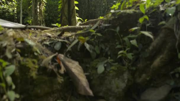 땅에서는 폭포를 바위를 통과하여 연못으로 흘러들어간다 우림과 폭포가 초목으로 둘러싸여 — 비디오