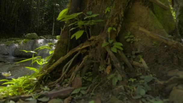 新鮮な水がカスケードから岩を通って肥沃な森の中の日光の下で自然池に流れ込むことを明らかにした 緑の植生に囲まれた滝と熱帯雨林の豊富さ サナンManora森林公園 — ストック動画