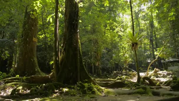 晨光下的萨南莫拉森林公园风景秀丽 热带雨林和绿树成荫 绿树成荫 张恩加省 — 图库视频影像