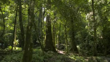Sabah güneş ışığı altında Sa Nang Manora orman parkının güzel manzarası. Yeşil bitki örtüsüyle çevrili tropikal yağmur ormanlarının ve büyük ağaçların bolluğu. Phang Nga Eyaleti. Tayland.