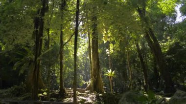 Yeşillik ormanlık alanda yürüyorum. Büyülü yaz ormanı. Tropikal yağmur ormanlarındaki yeşil bitkilerin arasından süzülen sıcak güneş ışınları. Phang Nga Eyaleti. Tayland.