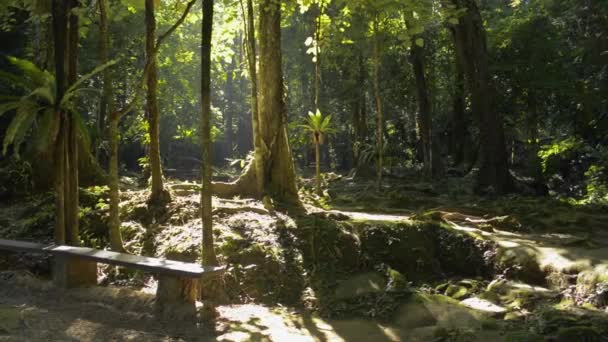 Raios Solares Rompem Exuberantes Folhagens Tranquilidade Manhã Verão Selva Floresta — Vídeo de Stock