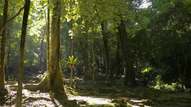 Rayos Sol Cálidos Que Iluminan Los Troncos Los Árboles Selva — Vídeo de stock