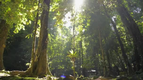 晨光下的萨南莫拉森林公园风景秀丽 热带雨林和绿树成荫 绿树成荫 张恩加省 — 图库视频影像