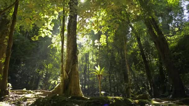 Travi Solari Calde Illuminano Tronchi Degli Alberi Nella Foresta Pluviale — Video Stock