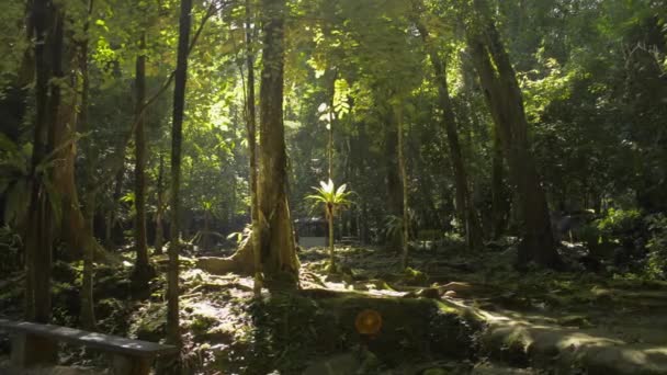 热带雨林和绿树成荫 绿树成荫 温暖的阳光透过丛林中的绿色植物照射下来 张恩加省 — 图库视频影像