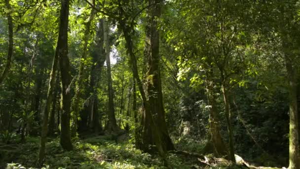 穿过清晨的绿树成荫的林地 神奇的夏季森林温暖的阳光穿过热带雨林中的绿色植物照射下来 张恩加省 — 图库视频影像
