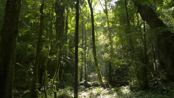 햇빛이 잎들을 들어옵니다 정글에서의 아침의 마법같은 마노라 공원이야 응가성 — 비디오
