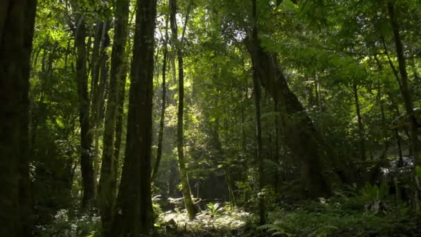 Promenade dans la forêt verdoyante du matin. Forêt d'été magique. Des rayons de soleil chauds brillent à travers les plantes vertes de la forêt tropicale humide. Province de Phang Nga. Thaïlande.