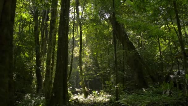 Går Genom Morgongrönskan Skogen Magiska Sommarskogar Varma Solstrålar Skiner Ner — Stockvideo