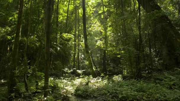 Plan inclinable de rayons de soleil chauds illuminant les troncs des plantes dans la forêt tropicale humide. La tranquillité du matin d'été dans la jungle. Parc forestier de Sa Nang Manora. Province de Phang Nga. Thaïlande.