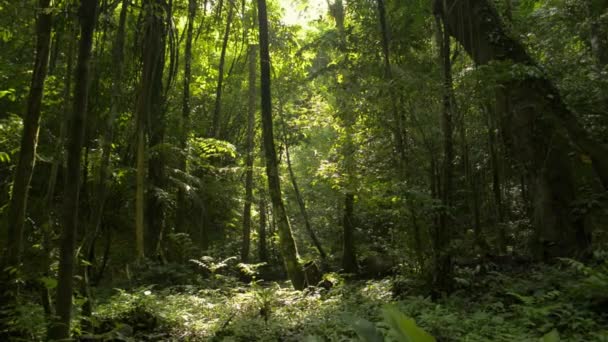 정글에서의 아침의 햇빛이 잎들을 들어옵니다 마법같은 마노라 공원이야 응가성 — 비디오