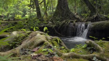 Ormandan yeşil bitkilerin arasından doğal gölete akan harika bir şelale manzarası. Tropikal yağmur ormanlarında yemyeşil yapraklar. Sa Nang Manora orman parkı. Phang Nga Eyaleti. Tayland.