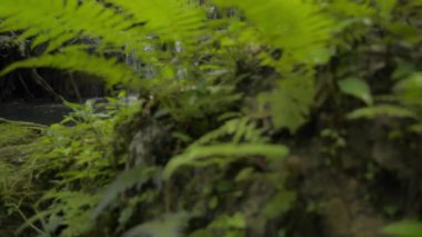 Tazeliğin açığa çıkması tropik yağmur ormanlarındaki yemyeşil yapraklar arasında akan küçük şelale. Doğada güzellik. Sa Nang Manora orman parkı. Phang Nga Eyaleti. Tayland.