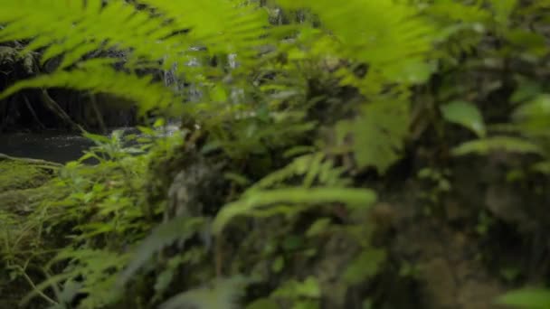 Onthulling Van Versheid Kleine Waterval Die Natuurlijke Vijver Tussen Weelderige — Stockvideo