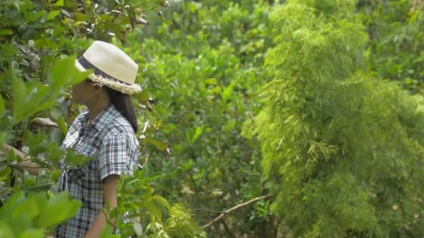 藁帽子をかぶったアジアの女性庭師は有機庭でレモンの木を世話しています 栽培と農業 パンニングショット — ストック動画