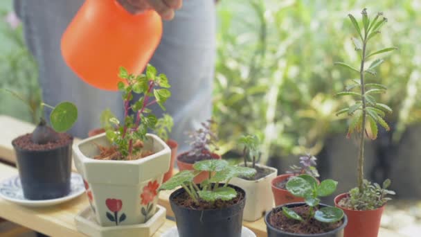 Jardinero Femenino Rociando Agua Sobre Pequeñas Plantas Macetas Bajo Luz — Vídeo de stock