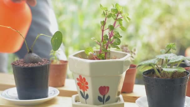 Vrouwelijke Tuinman Die Thuis Water Spuit Potplanten Onder Zonlicht Een — Stockvideo