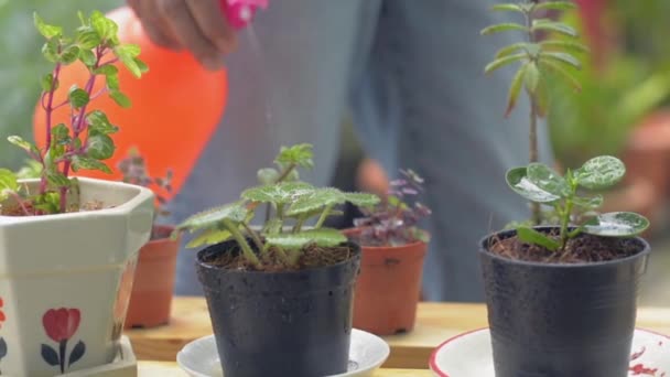 Jardinier Femelle Pulvérisation Eau Sur Les Petites Plantes Pot Sous — Video
