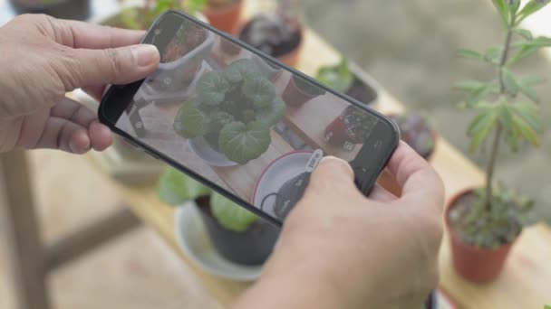 Mano Mujer Tomando Fotos Pequeñas Plantas Macetas Con Teléfono Móvil — Vídeo de stock