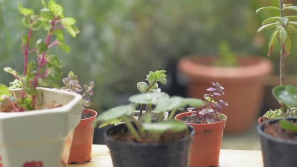 Rozpylanie Wody Małe Rośliny Doniczkowe Pod Słońcem Domu Kobieta Dbająca — Wideo stockowe