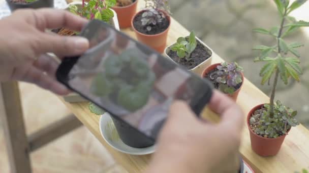 Mano Mujer Tomando Fotos Pequeñas Plantas Macetas Con Teléfono Móvil — Vídeo de stock