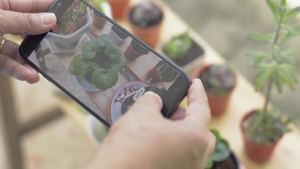 Mano Mujer Tomando Fotos Pequeñas Plantas Macetas Con Teléfono Móvil — Vídeos de Stock