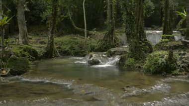 Kayaların üzerinden akan su akıntısının güzel manzarası verimli ormanlarda, güneş ışığı altında yeşil bitkilerin arasından. Bereketli bitki örtüsüyle çevrili tropikal yağmur ormanlarının bolluğu. Döndürme çekimi.