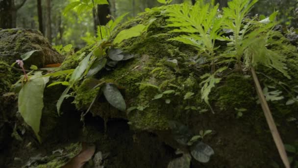 Fechar Vegetação Folhagem Exuberante Crescendo Chão Selva Durante Verão Vista — Vídeo de Stock
