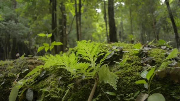 Zamknij Zielone Rośliny Rosnące Ziemi Człowiekiem Wędrującym Tropikalnym Lesie Deszczowym — Wideo stockowe