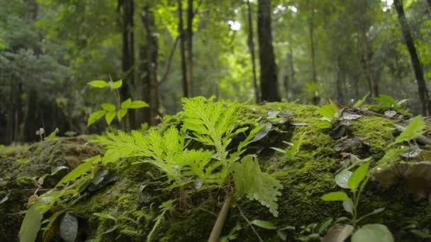 Zárja Zöld Növények Földön Trópusi Esőerdőben Nyáron Alacsony Látószögű Páncéllövés — Stock videók