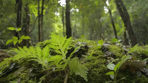 Feche Plantas Verdes Crescendo Chão Com Homem Caminhando Floresta Tropical — Vídeo de Stock